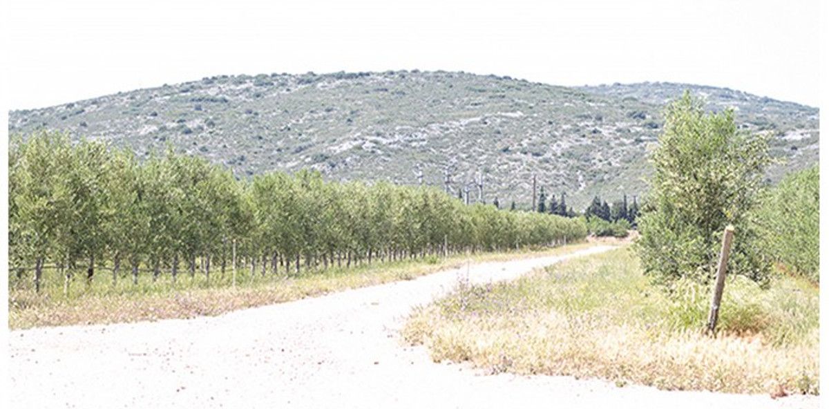 À la découverte de la sublime huile d'olive Papillon