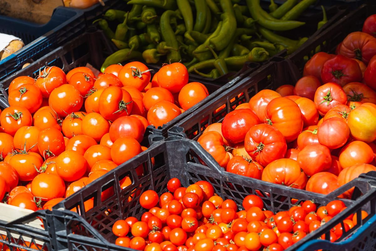 La tomate cerise, un trésor de saveurs qui résiste à l'évolution