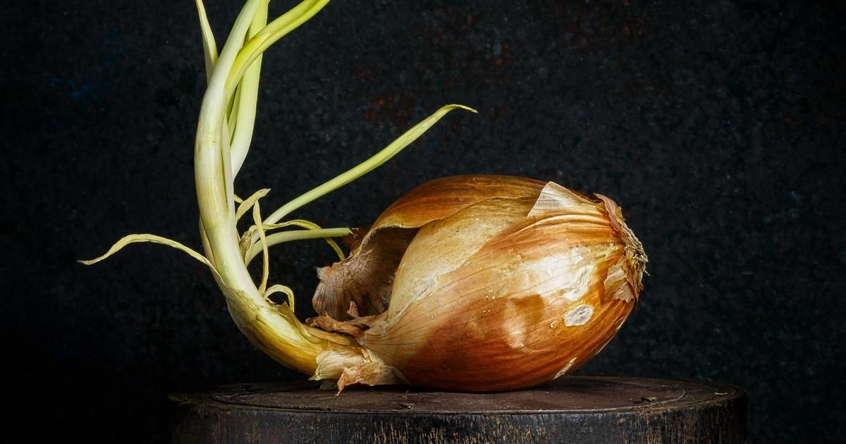 L'oignon germé : à consommer ou à jeter ?