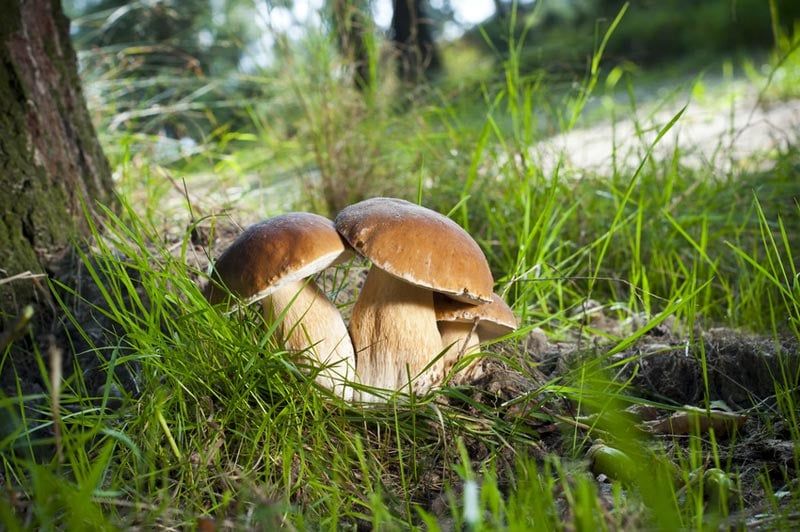 L'alerte intoxications : déjà 664 cas liés aux champignons en France