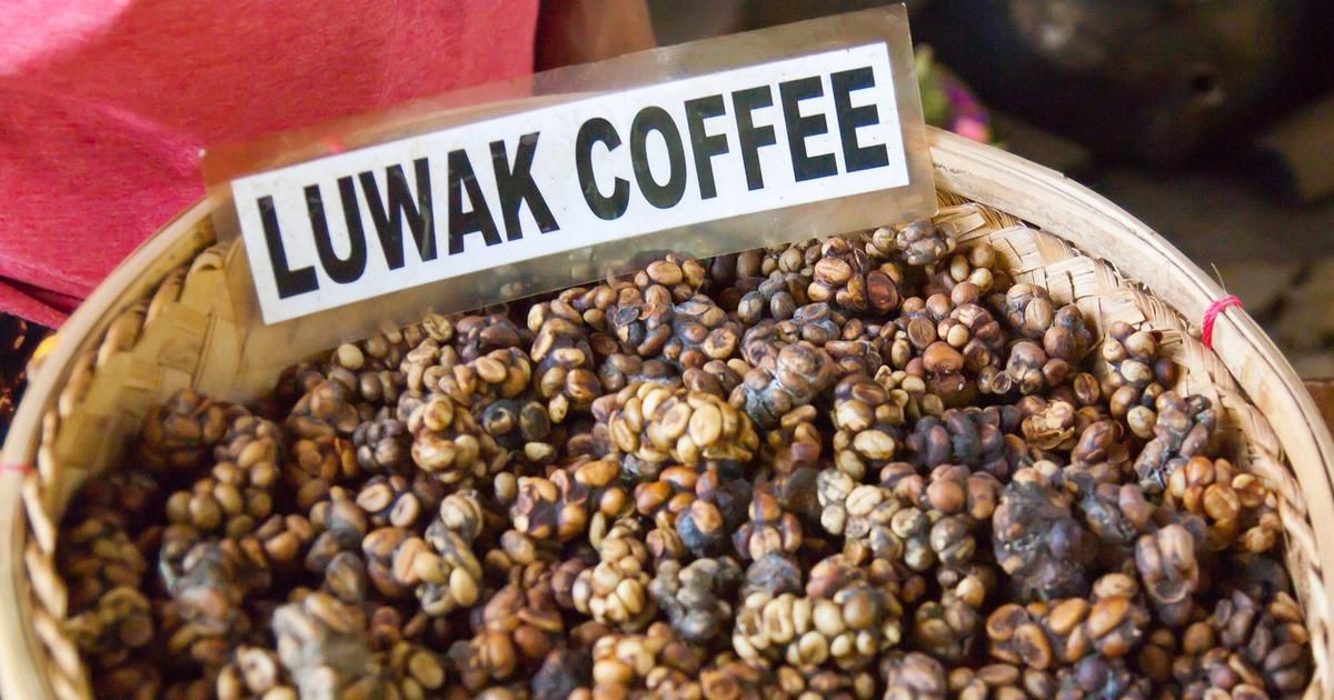À la découverte du kopi luwak, le café d'exception au goût unique