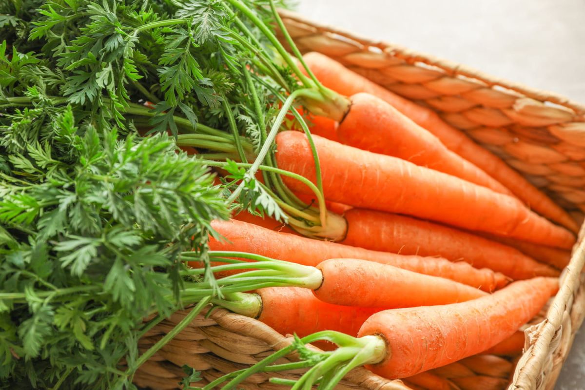 Des fanes de carottes à l'assiette : découvrez leur potentiel culinaire