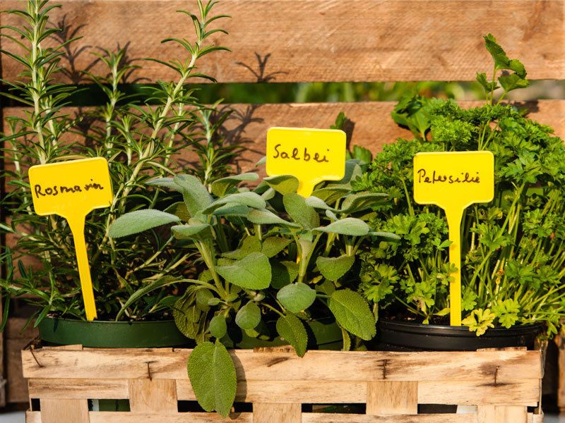 Des herbes pour des plats pleins de vie