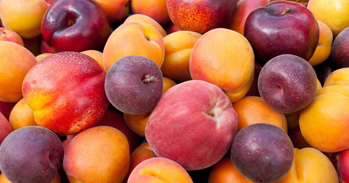 Découvrez le tian abricot-pêche de Laurent Mariotte : un dessert estival à savourer
