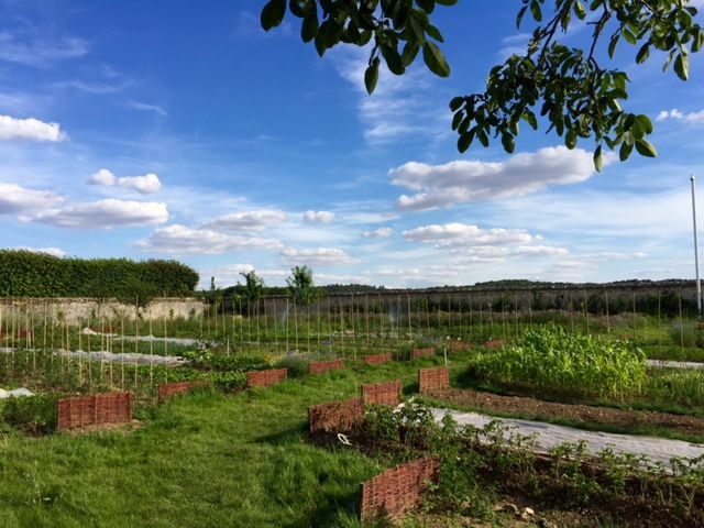 Découvrez Tomato & Co : le potager bio à distance pour les citadins