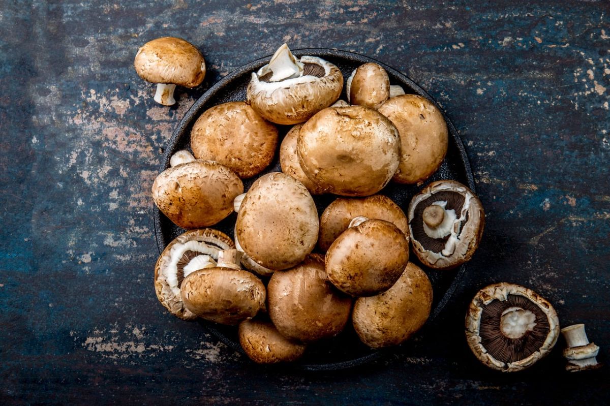 Le pouvoir surprenant des champignons dans la prévention d'Alzheimer